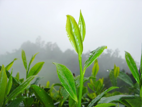 �������Ȩ����ͧ������