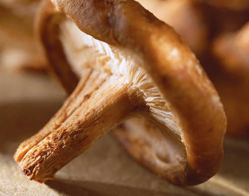 ����ª��ͧ���������ҧ